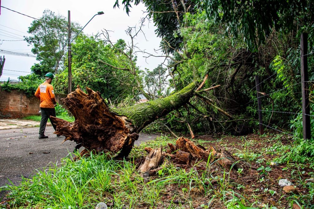 Crew member clearing a fallen tree after a storm