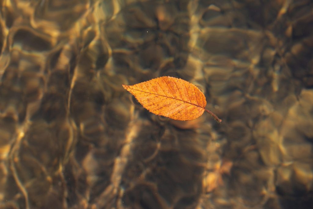 Leaf sunk to the bottom of a pool
