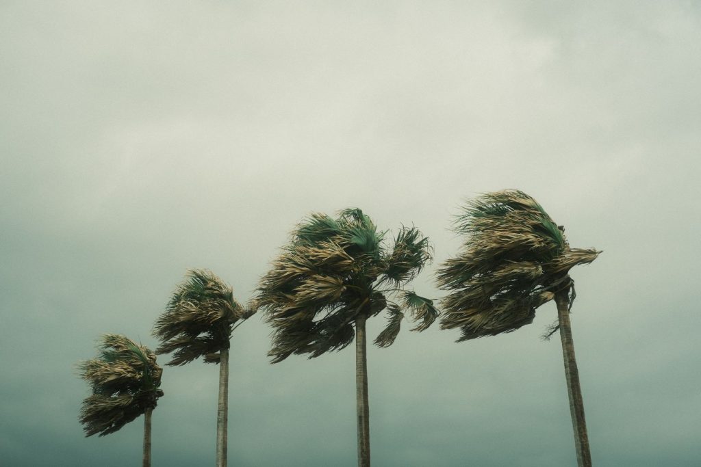 Palm trees bending under strong hurricane winds