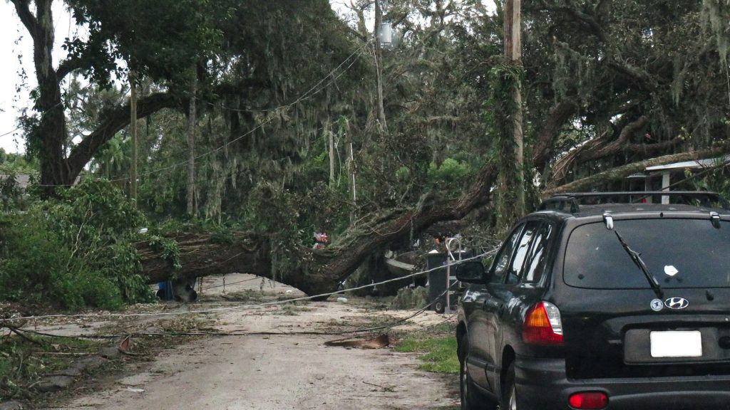 Large tree downed across a street after a storm