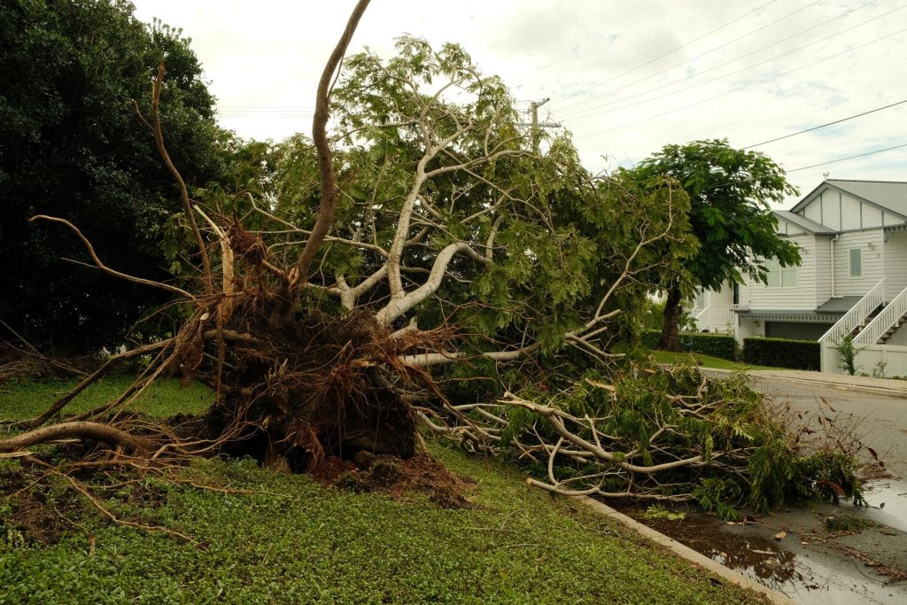 Uprooted tree lying across a yard after a storm